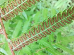 Christella acuminata