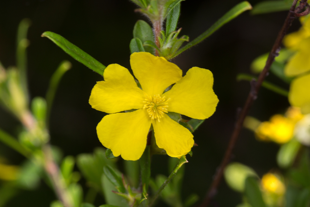 pointed hibbertia