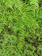 Christella acuminata