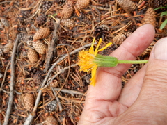 Raillardella scaposa