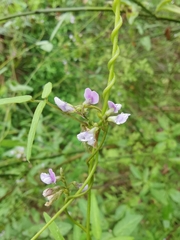 Glycine max soja