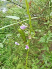 Glycine max soja