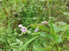 Glycine max soja