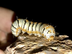 Euscirrhopterus gloveri