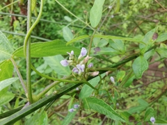 Glycine max soja