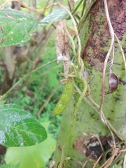 Glycine max soja
