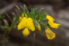 Gompholobium virgatum