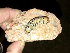 Euscirrhopterus gloveri