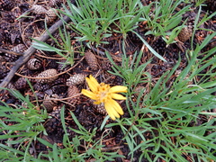 Raillardella scaposa