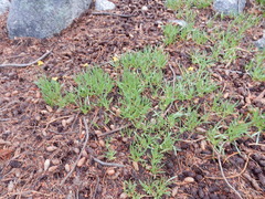 Raillardella scaposa