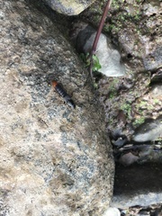 Platydracus mysticus