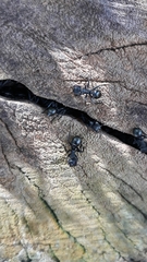Cephalotes atratus