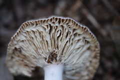 Russula parazurea