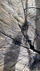 Cephalotes atratus