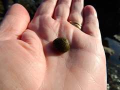 Steromphala umbilicaris