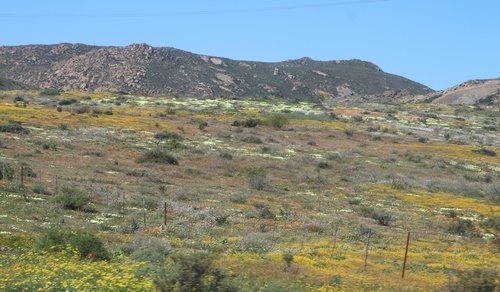 Image of Senecio abruptus by (c) Tony Rebelo, some rights reserved (CC BY-SA)