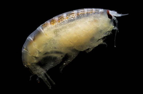 Representative image of Tryphosidae