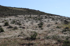 Heliophila variabilis