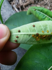 Lysiphlebus testaceipes