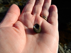 Steromphala umbilicaris