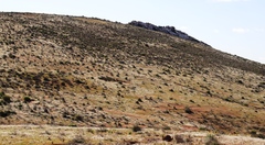 Heliophila variabilis