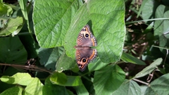 Junonia genoveva