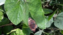 Junonia genoveva