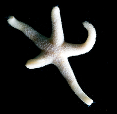 Echinasteridae