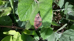 Junonia genoveva