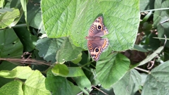 Junonia genoveva