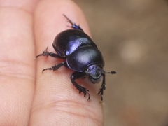 Trypocopris pyrenaeus cyanicolor