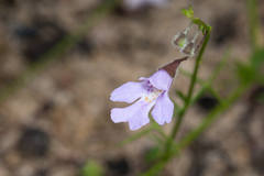 Prostanthera sejuncta