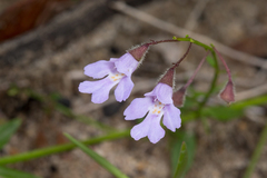 Prostanthera sejuncta