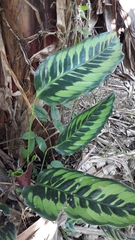 Goeppertia variegata