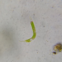 Euglena mutabilis