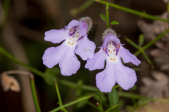 Prostanthera sejuncta
