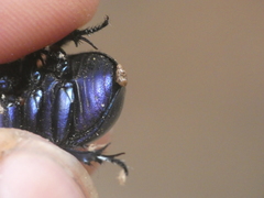 Trypocopris pyrenaeus cyanicolor