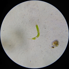 Euglena mutabilis