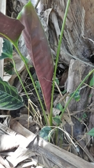 Goeppertia variegata
