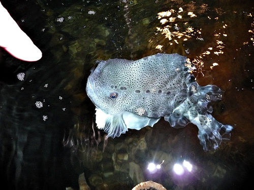 Lumpfish