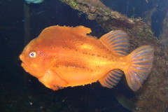 Lumpsucker photo 3
