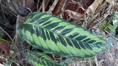 Goeppertia variegata