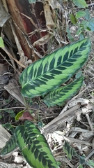 Goeppertia variegata