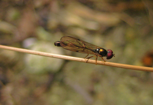 Common Dainty