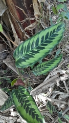 Goeppertia variegata