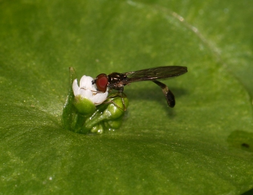 Common Dainty
