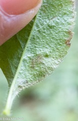 Phytomyza crassiseta