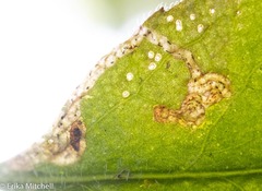 Phytomyza crassiseta