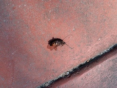 Periplaneta australasiae