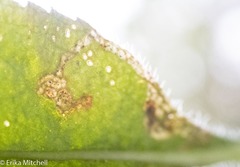 Phytomyza crassiseta